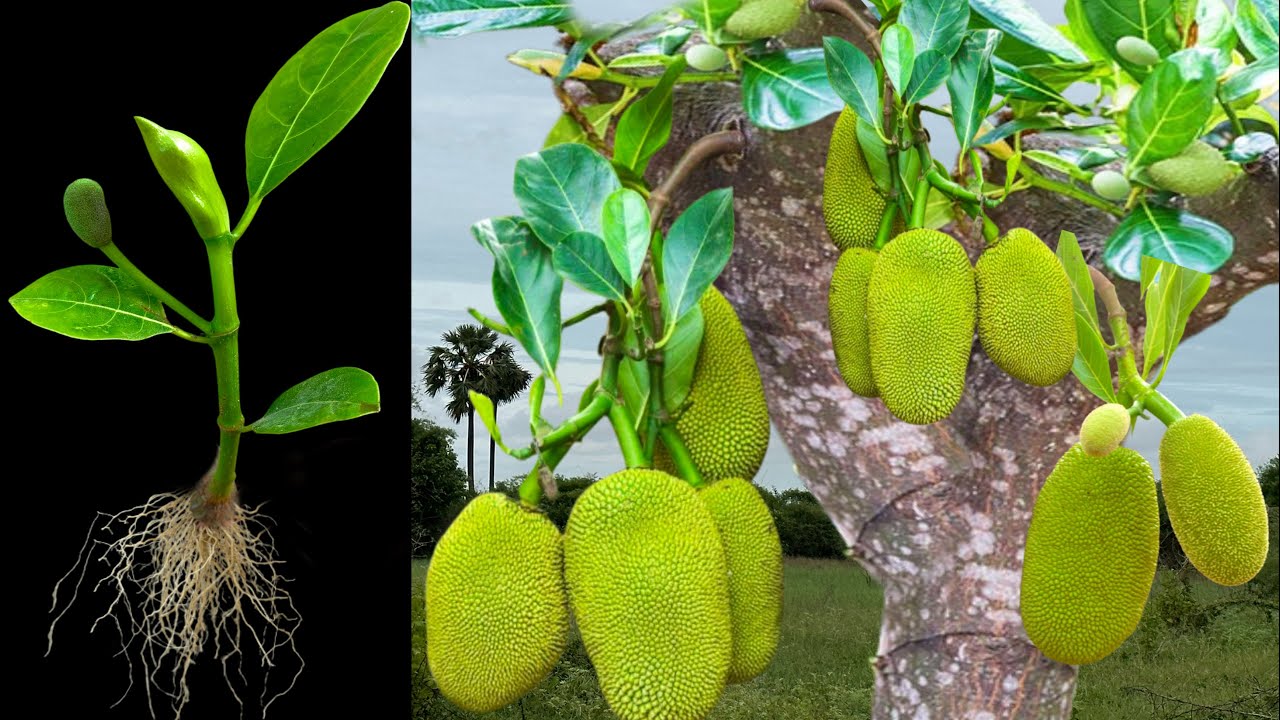 How To Growing jackfruit in Orange To Many jackfruit Tree, Grafting jackfruit tree YouTube