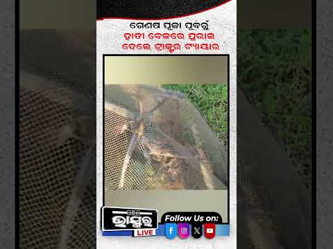 ଧାନ ବିଲରେ ବୁଲିଲେ 4 ମଣିଷଖିଆ କୁମ୍ଭୀର  #crocodile #odishabhaskar