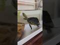 小斑龜吃菜菜露出兇狠的樣子 / Only You #斑龜日常 #turtle #pets #cute #funny
