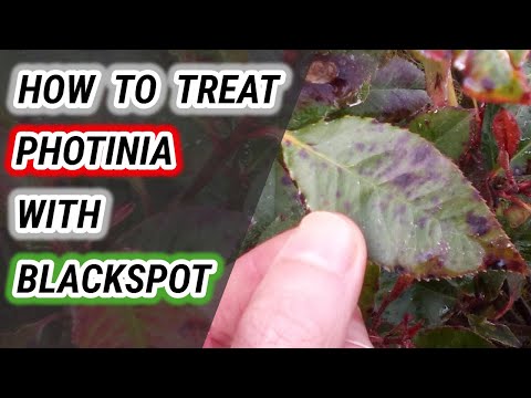 Video: Photinia and Disease: How To Fix Photinia Fungus