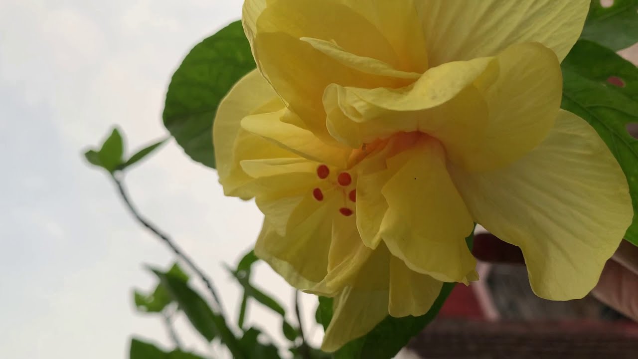 Beautiful Double Petal Hibiscus collection in my Garden YouTube