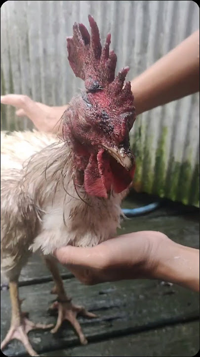 hancur babak belur #ayam #ayammagon #ayamphakoy tarung bebas tidak terpantau #ayamayaman