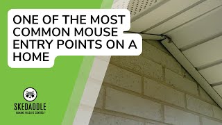 One of the Most Common Mouse Entry Points on a Home