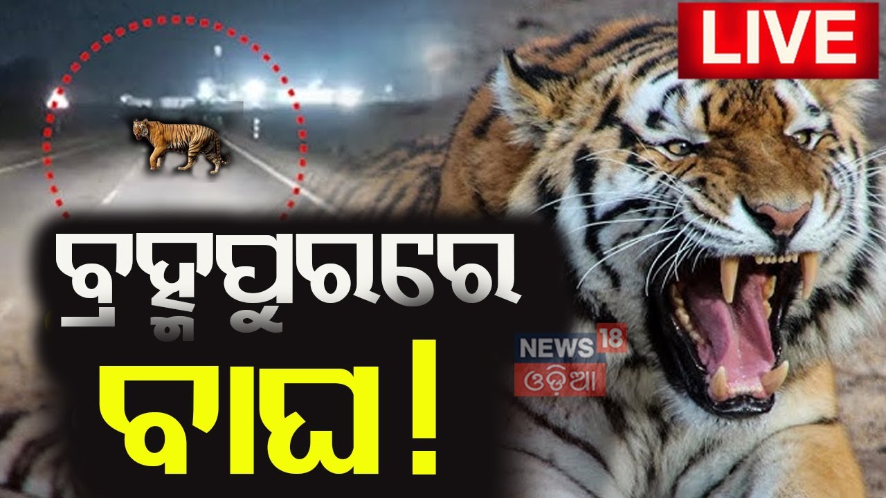 Berhampur Live : ବ୍ରହ୍ମପୁର ଉପକଣ୍ଠରେ ବୁଲୁଛି ବାଘ | tiger spotted for second time in CCTV footage