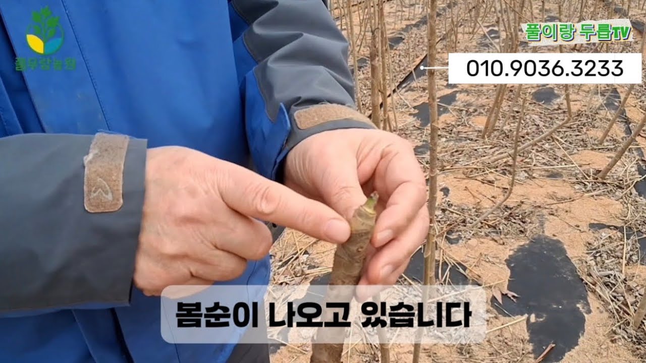 여름 두릅은 지금 어떻게 겨울을 나고 있는가?