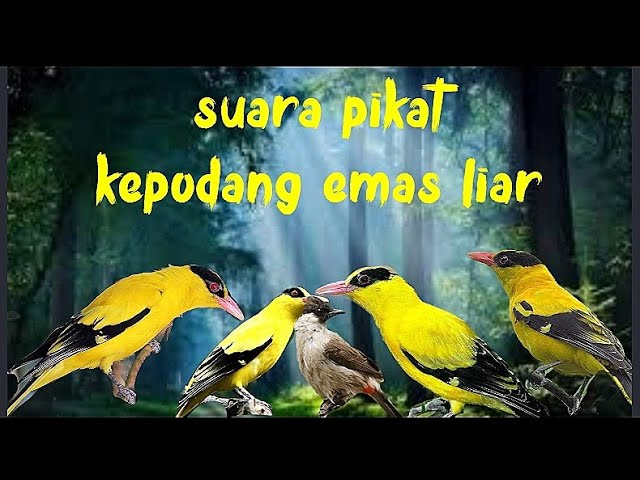 suara pikat burung kepodang emas liar kombinasi kutilang ribut terbaru class=