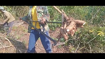 Hnub no poj niam wb khawb qos ntoo