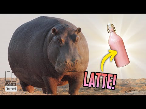 Video: Il latte di ippopotamo è davvero rosa?