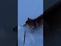 吹雪の日と晴れの日でテンションの差が露骨な柴犬。春が待ち遠しいなぁ。