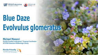 Blue Daze - Evolvulus glomeratus Blue Daze - Evolvulus glomeratus