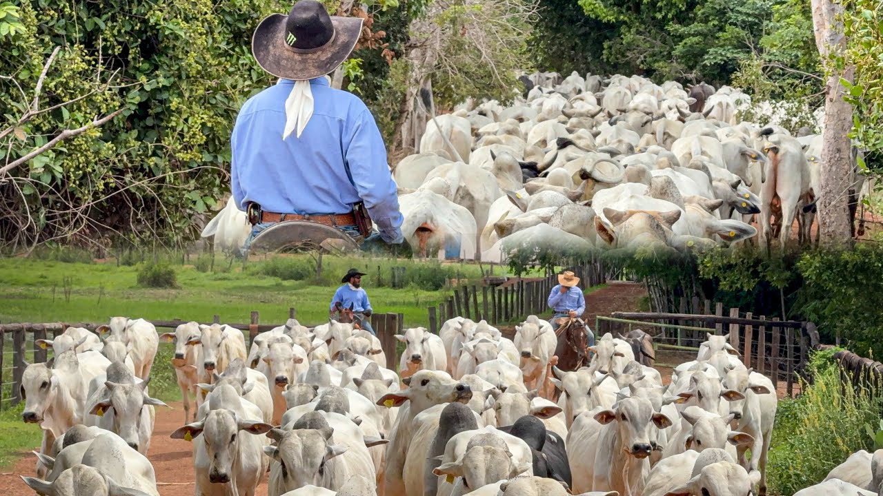 Que fazenda grande, mais de 25 km a cavalo .