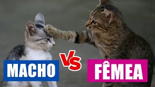 As diferenças entre gatos MACHOS e FÊMEAS que você NÃO SABE! 🙀