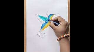 Humming Bird drawing sreebaviart