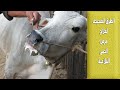 علاج مرض الحمى القلاعية مع الدكتور حامد الاقنص 