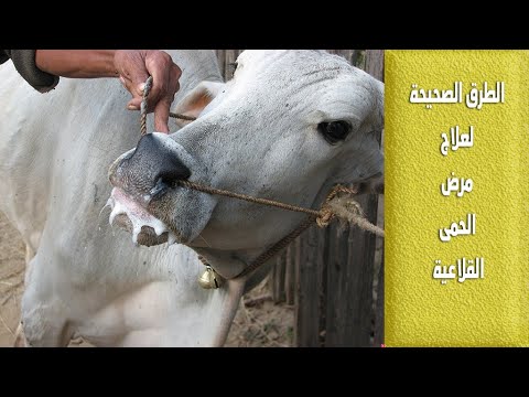 علاج مرض الحمى القلاعية مع الدكتور حامد الاقنص 