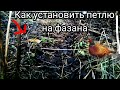 Как установить петлю на фазана (проверка петель ) !!!