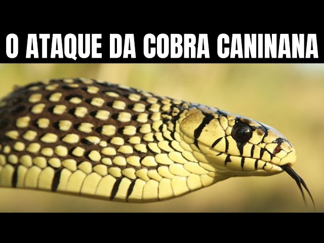 Cobra víbora azul no galho, cobra víbora pronta para atacar, insularis azul