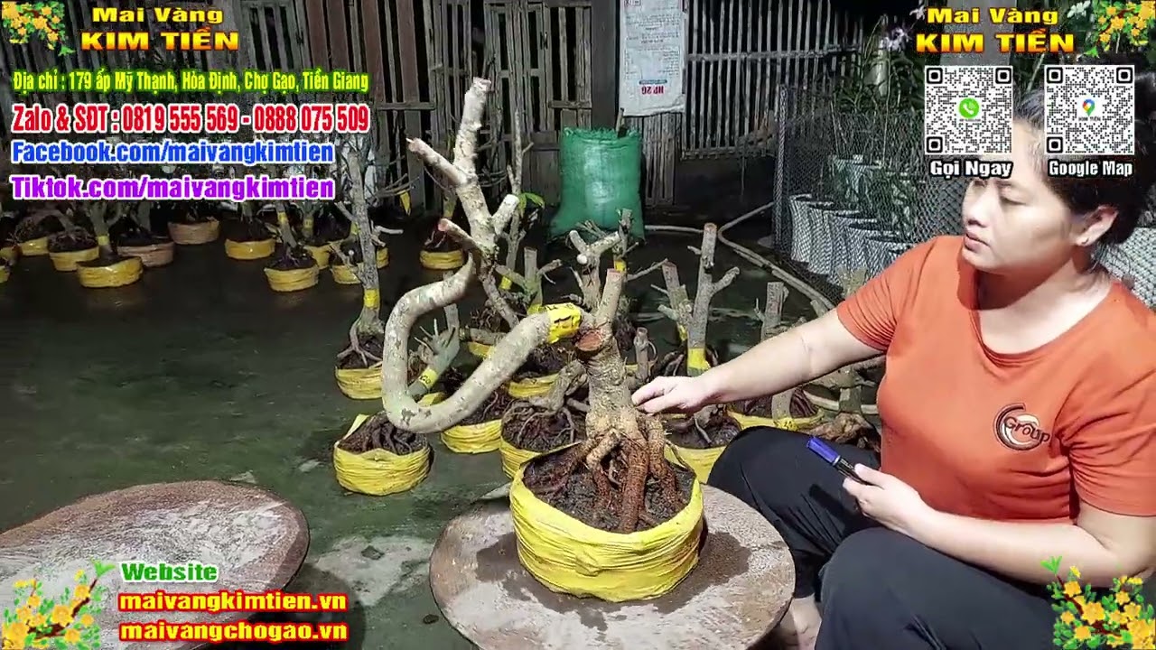 Phôi Mai Thủ Đức Giá Rẻ Bao Ship Bao Sống Toàn Quốc - Mai Vàng Kim Tiền Chợ Gạo