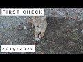 Coyote Trapping: First Check Day 2019-2020