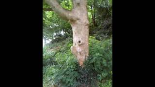 Brian Ború's Fort, Co Clare - Part 1 - O'Brien Ancestry