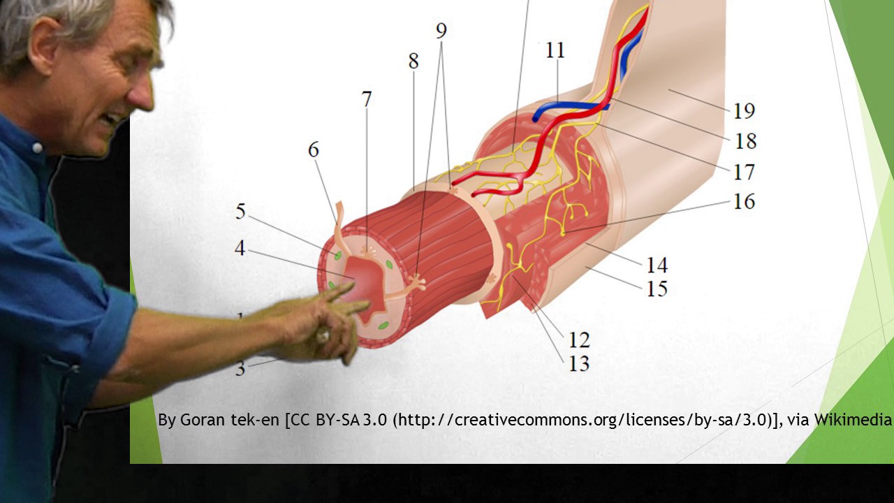 Matspjälkning  del 2 (13)