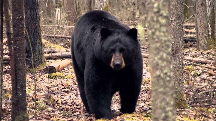 Predator Pursuit with Jeff Thomason - Ground Blind