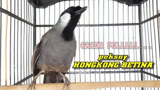 GACOR BANGET. AMPUH DONGKRAK BIRAHI POKSAY JANTAN . PASTI LANGSUNG NYAUT ! #poksayhongkong