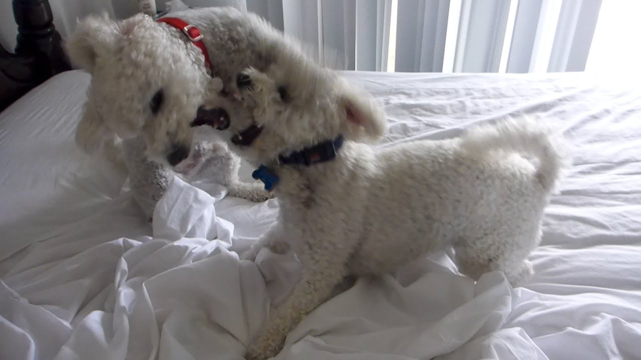 Resultado de imagen para bichon frise playing