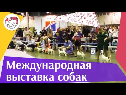 Международные выставки собак: "Москва. Кубок мэра" и "Кубок мира" на ilike.pet