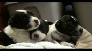 Behind the Scenes at the SPCA of Wake County