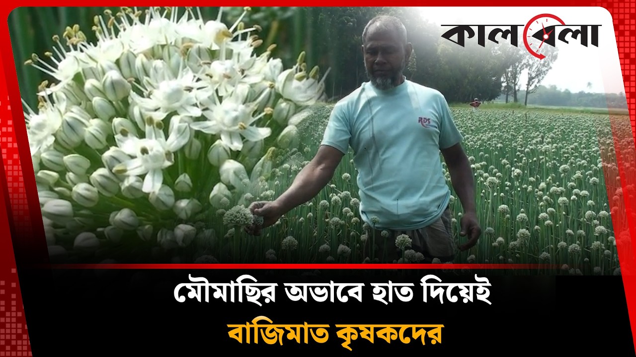 এক বিঘা জমিতেই লাখ টাকা লাভের স্বপ্ন | BLACK Gold | Kalbela