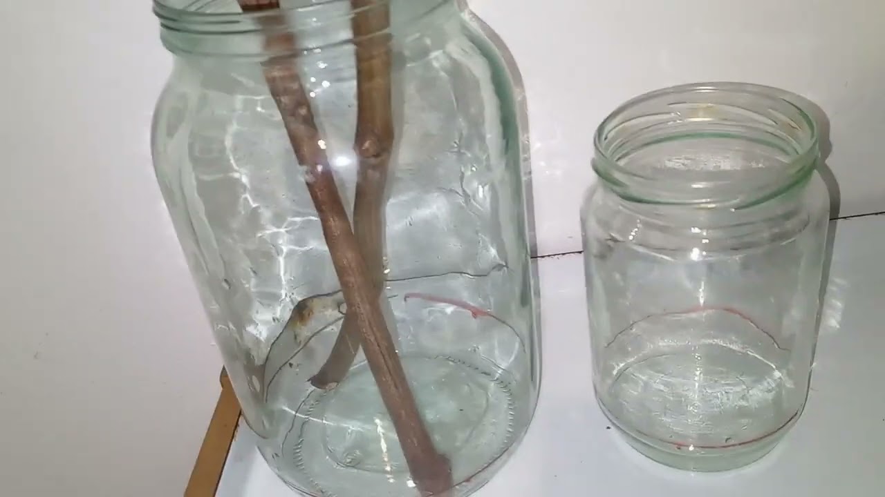 Ožiljavanje reznica u kućnim uslovima