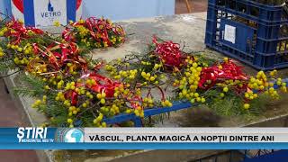 VÂSCUL, PLANTA MAGICĂ A NOPȚII DINTRE ANI