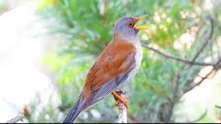 Pale Thrush Vocalizations EXPLAINED 