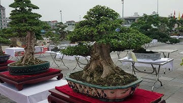 SH.1840.Bonsai tầm nhỏ nhiều chủng loại đẹp tại triển lãm Bắc Giang.
