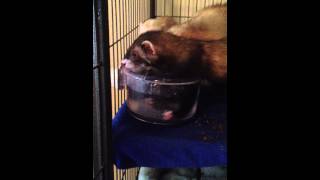 Download Lagu Gus' way of drinking is far superior MP3