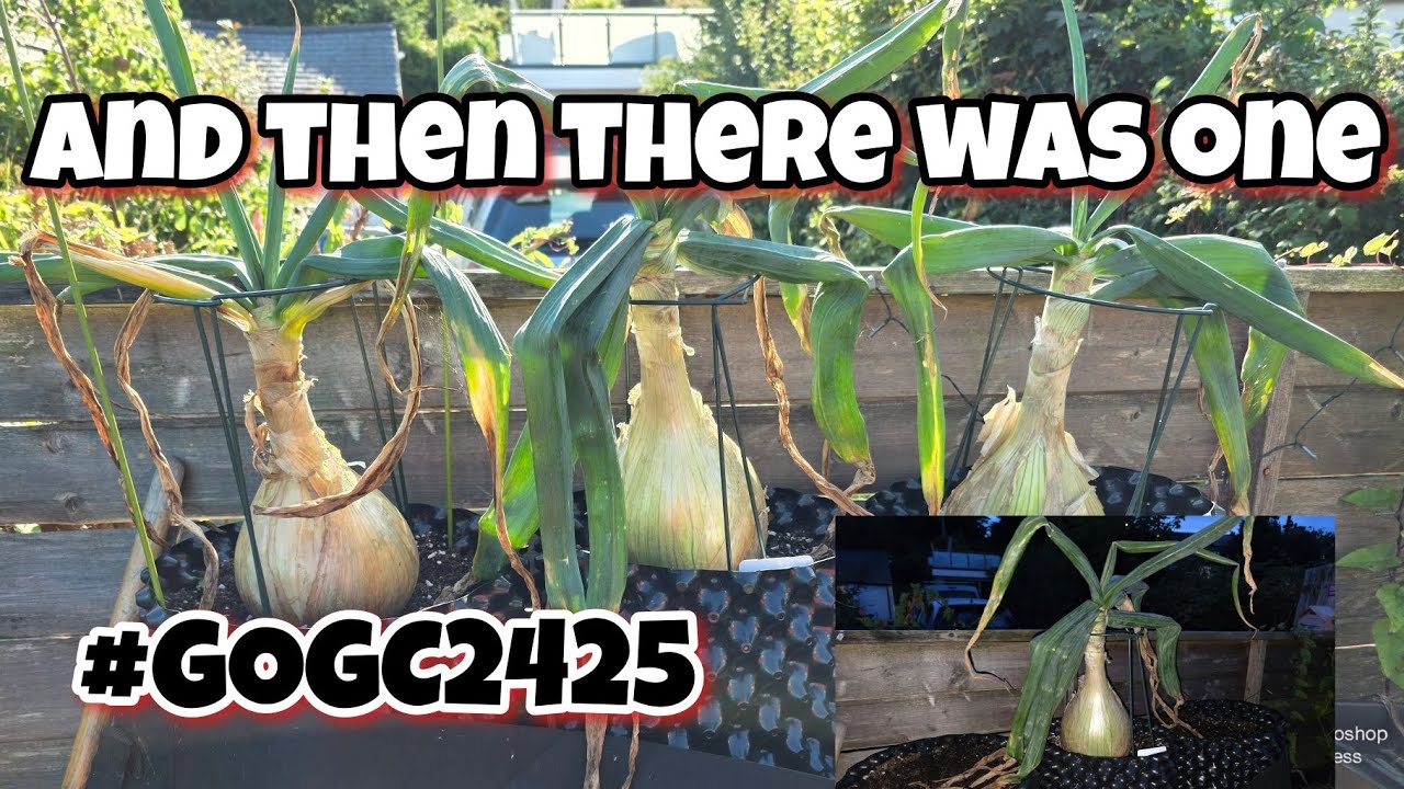 Ailsae Giant Onions From Fosters seeds Harvest Time For The Giant Onions #GOGC2425