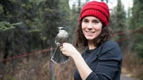Charismatic Corvids with Dr. Kaeli Swift