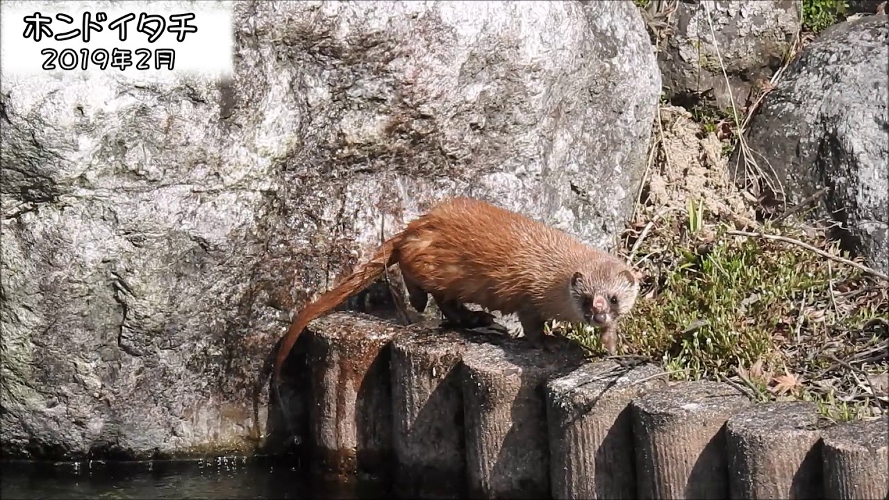 野鳥雨靴 ニホンイタチ Japanese Weasel (Mustela itatsi)【狩猟獣（オスのみ）】