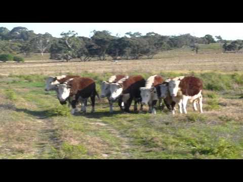 Helen McDonald working dogs on Hereford steers