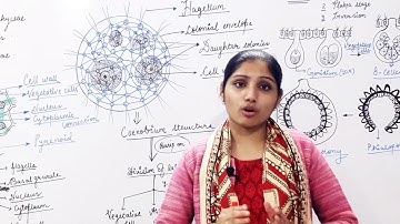 Chlorophyceae : VOLVOX (Algae) (Part -1) By Gunjan Ma