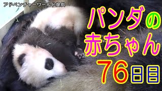 アドベンチャーワールド　パンダの赤ちゃん76日目
