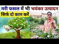 40 डिग्री तापमान में लम्बे समय तक भरपूर उत्पादन | humic acid | apsa 80 | sagrika iffco | biovita x