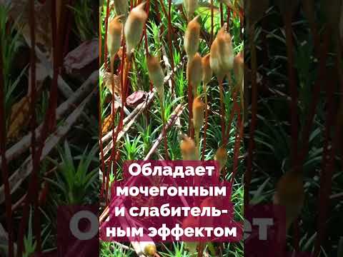 Кукушкин лен очень полезный мох #Shorts