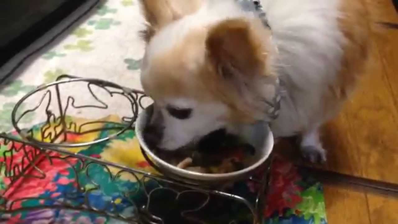 犬手作りごはんレシピ ドッグ いわしと野菜炒め Youtube