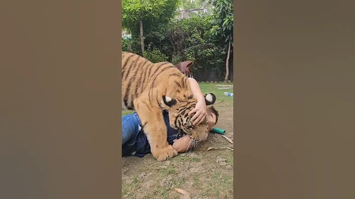 Naughty Kid Playing With Bengal Tiger | Nouman Hassan |