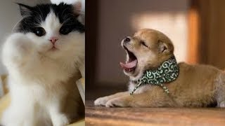 Cutes cats| Cutest dog & cat in the world | Cute dogs clips #12 by The Secret Life Of Pets 2,191 views 6 years ago 5 minutes, 15 seconds