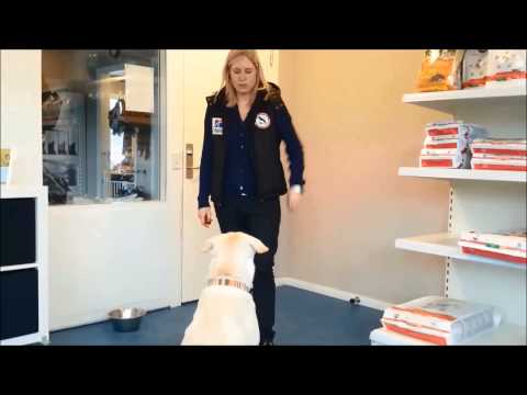 Video: Sådan introducerer du en ny hund til et hjem med en hund