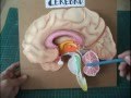 Maqueta del Cerebro