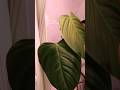 🌿New Leaf on my Philodendron Fuzzy Petiole🌿 #philodendron #houseplants #shorts